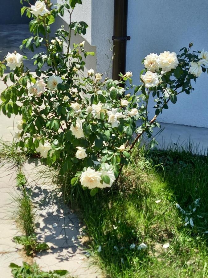 Fruskogorska Idila Apartmani 维尔蒂尼克 外观 照片